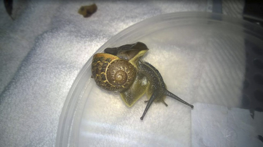 snail-broken-shell-fixed-chevy-tel-aviv-5
