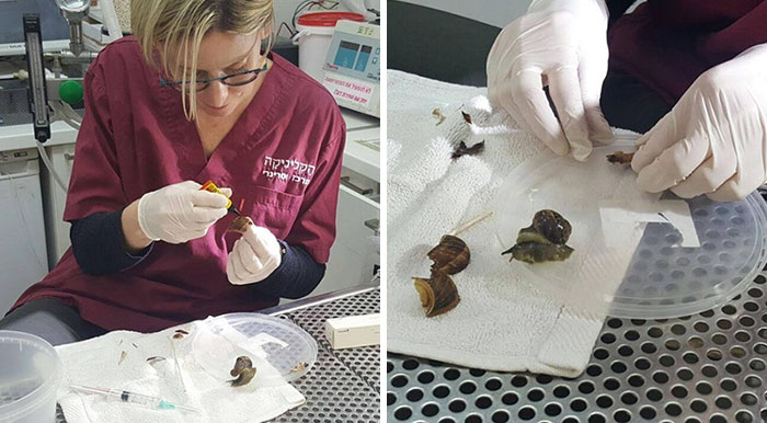Woman Steps On Snail, Brings Him To Vet To Fix His Shell