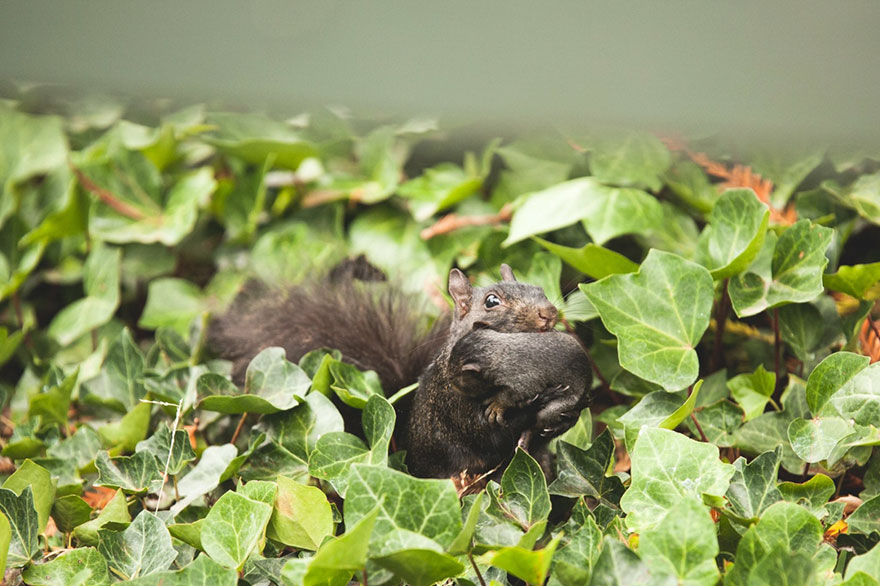 squirrel-parties-ashly-deskins-photography-27