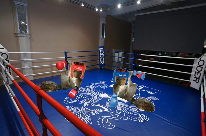 In The Boxing Ring