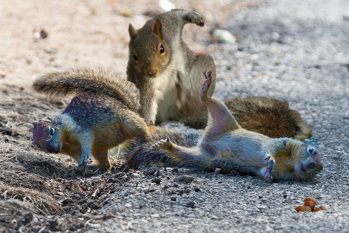 Don't Ever Try To Mess With My Nuts Again!!