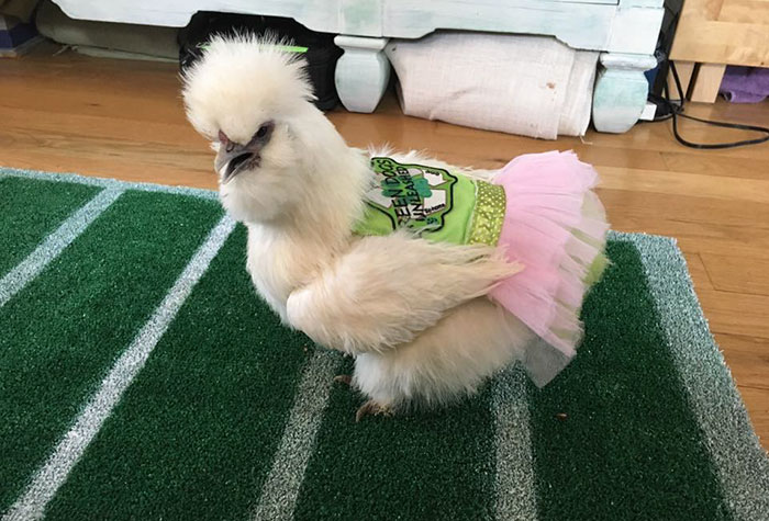 This Chicken In A Tutu Dress Is The Most Adorable Therapy Pet Ever
