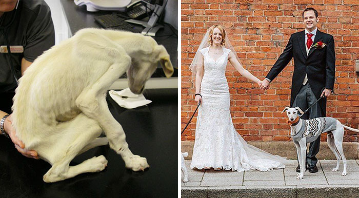 ‘World’s Thinnest Dog’ Weighing 6.5lbs Recovers And Walks His Owner Down The Aisle