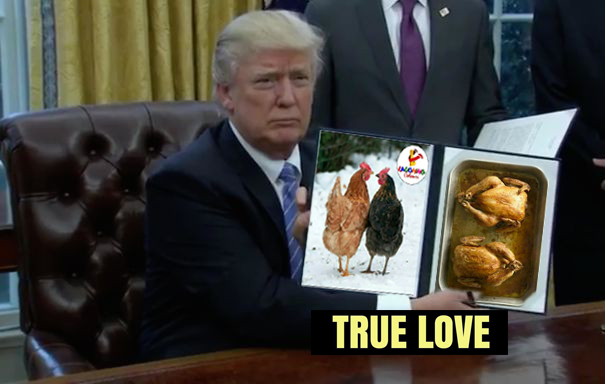 Trump Love Chicken