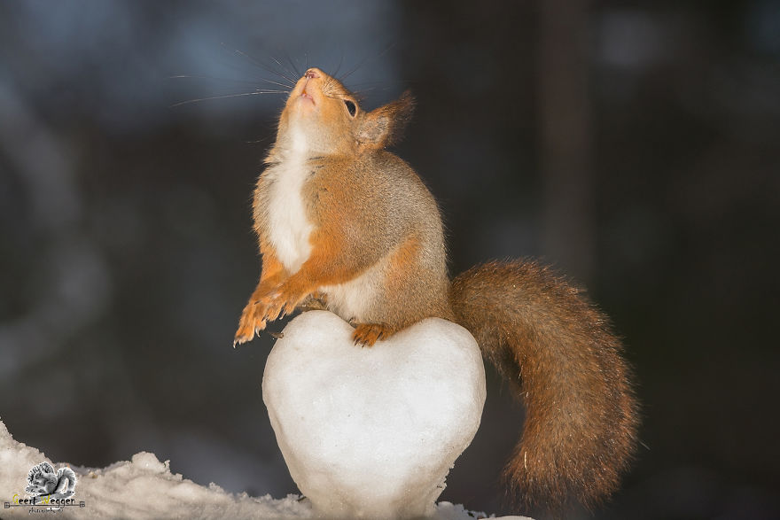 Wild Red Squirrels Celebrate Valentine's Day