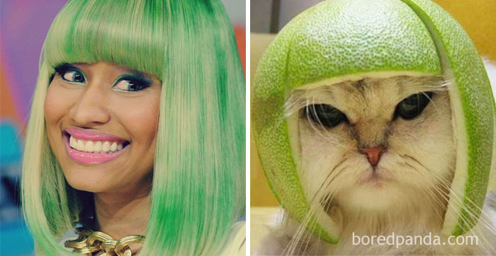 Nicki Minaj Or This Cat With Pomelo Helmet?