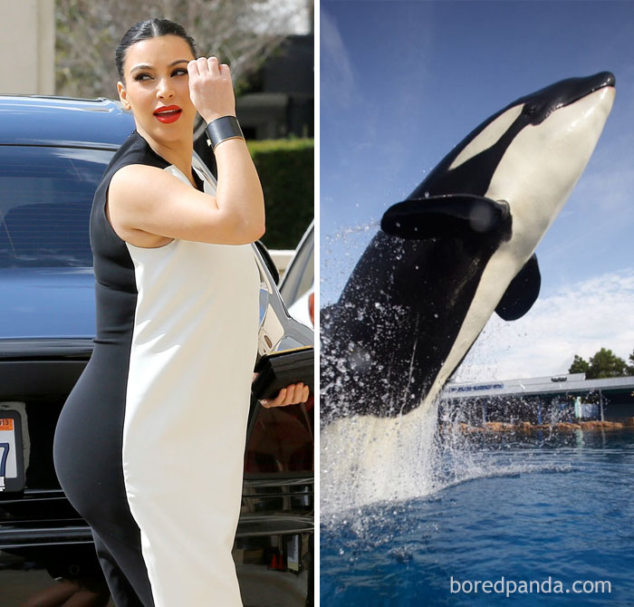Kim Kardashian Or This Killer Whale?