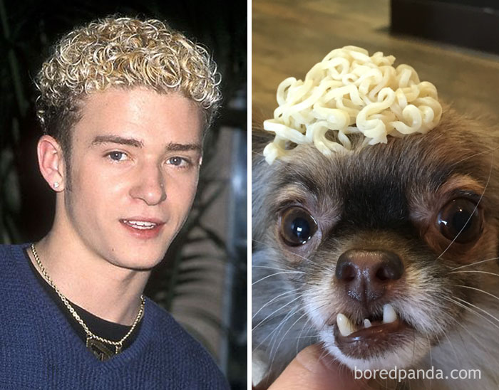 Justin Timberlake Or This Dog With A Noodle-Hat?