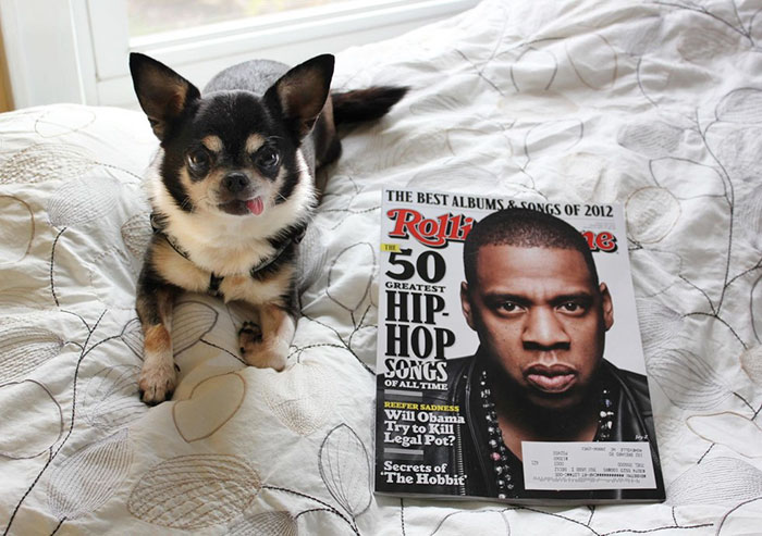 woman-brings-home-senior-dog-24-hours-jay-z-10