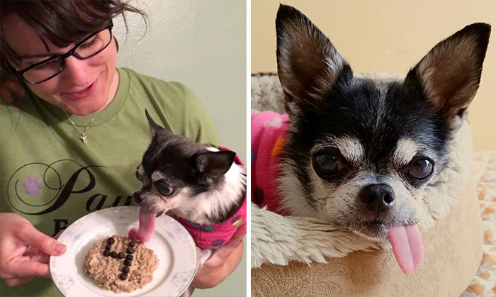 Woman Brought Home A Dying Shelter Dog So ‘She’ll Feel Loved For 24 Hours’, But A Miracle Happened