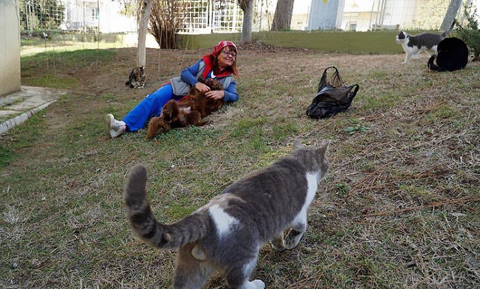 This Woman Built A "Cat Ladder" For Strays So They Could Come In When It's Cold Outside