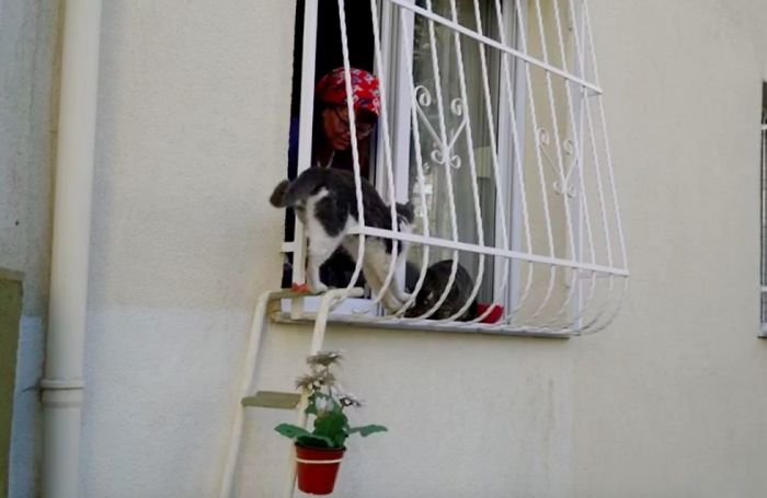 Esta mujer construyó una escalerilla para que los gatos callejeros pudieran entrar a su casa cuando hace frío