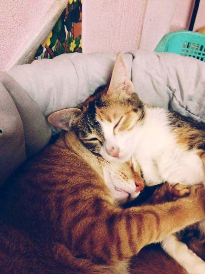 Father Cat Supports Mom Cat Giving Birth, Wins Everyone's Hearts