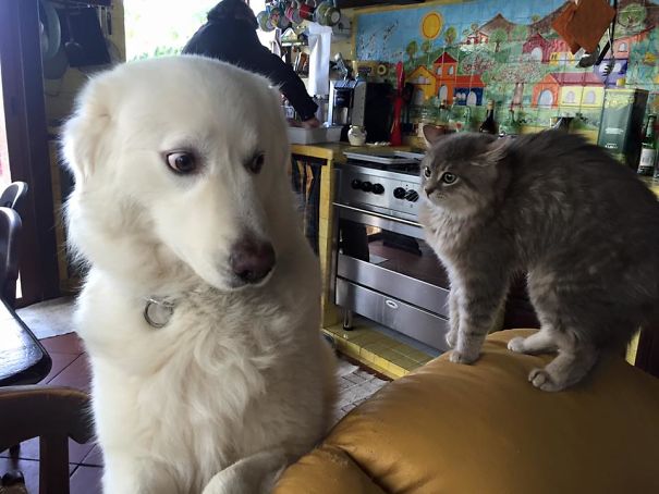 Ares (the Dog) And Seth (the Kitty) Meeting Each Other For The First Time