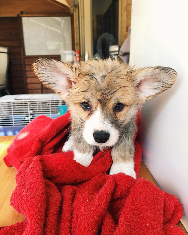 Cooper's First Bath