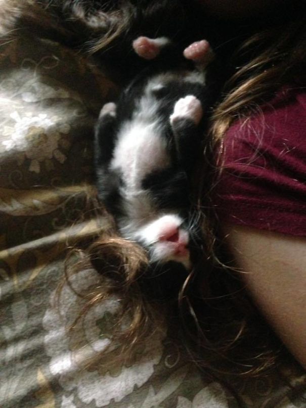 My Rescue Kitten, Sleeping In My Hair For The First Time