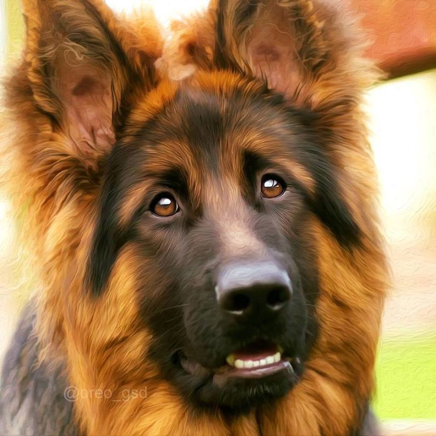 From A Pet Owner To A Soon-To-Be-Pet-Owner From A Pet Owner To A Soon-To-Be-Pet-Owner