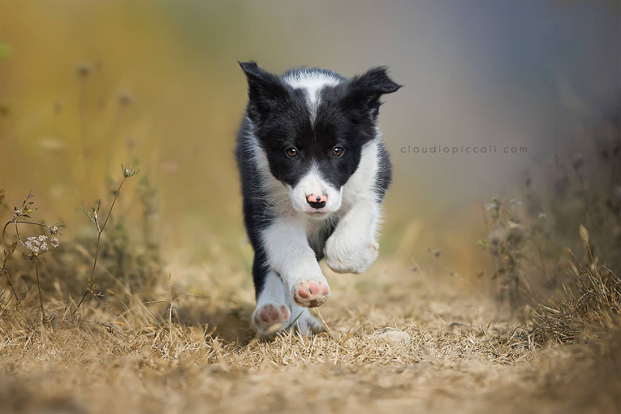 Puppy In Action