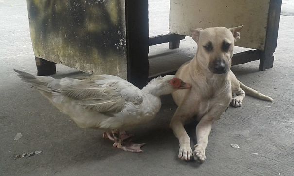 My Dog Ven Is Skeptical About Our Duck Daffy Cleaning Her.