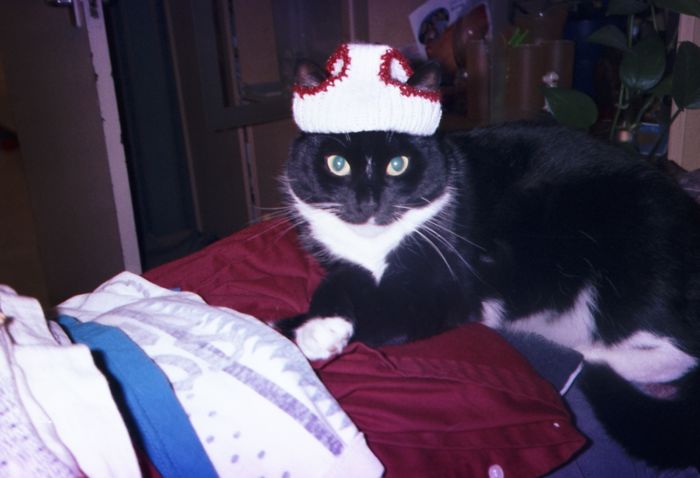 My Late Cat Bella. And Her "hat".