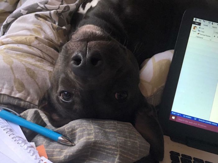 My Evil (May Be A Pit Mix But We Are Not Sure Yet) Pup Using Her Cuteness Tactics To Distract Me From Getting My Essay Done So I Won't Graduate From College