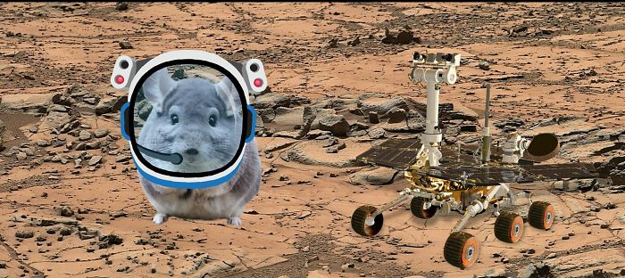 Space Chinchilla Explores Mars