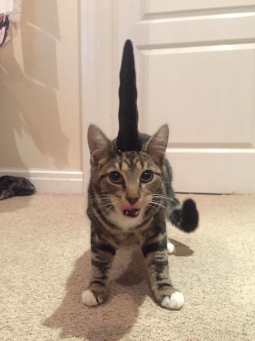 I Gave My Weird Friend An Evil Unicorn Horn For Her Weird Cat
