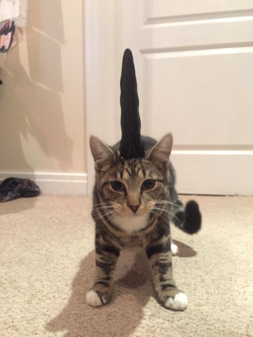 I Gave My Weird Friend An Evil Unicorn Horn For Her Weird Cat