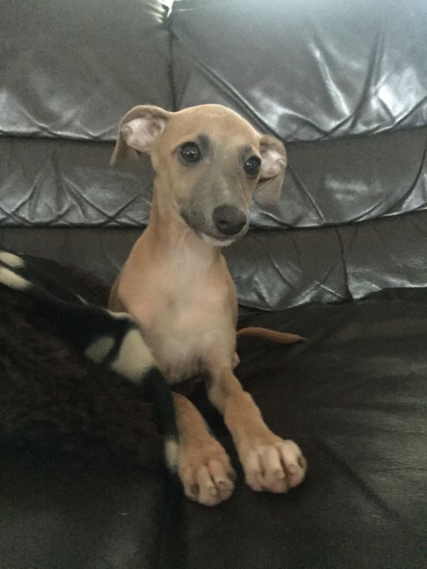 Big Paws For A Little Italian Greyhound Pup !