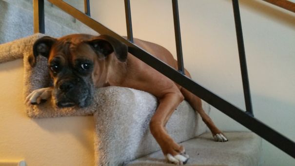 Boxers Melt When They're Bored