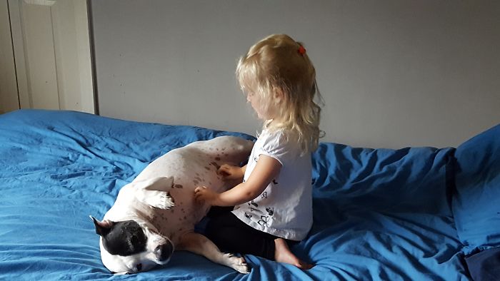 My Staffy Viciously Having Her Tummy Tickled By My 3 Yr Old.