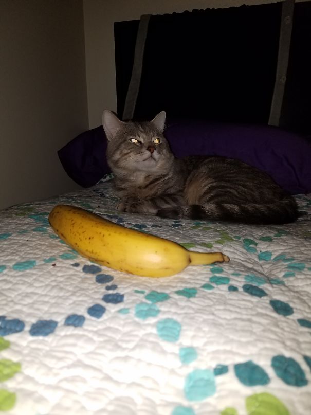 My Cousin Swore Bananas Scared Cats, Smokey Was Angry He Was Woke Grom His Nap