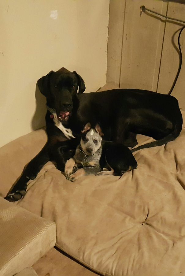Harley Laying With His Brother Brutus For The First Time