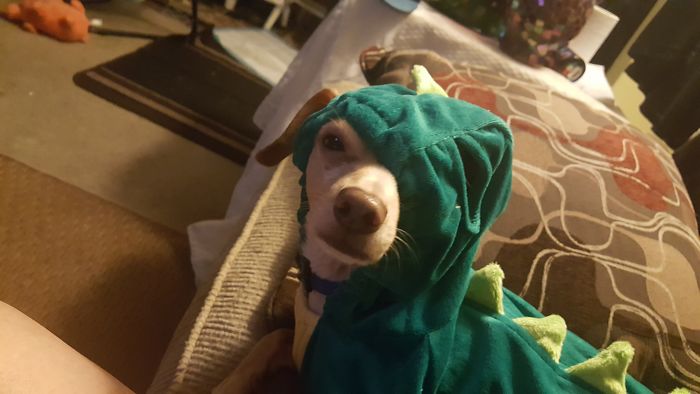 He Loves His Dinosaur Outfit