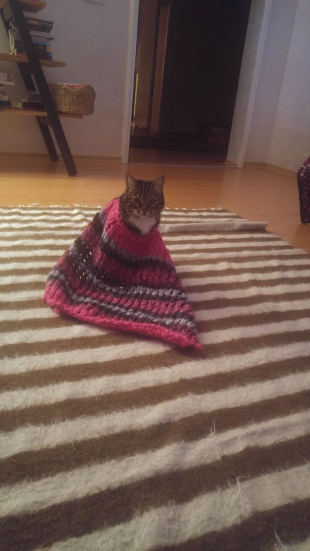 My Cat Wears Blanket Cape For The First Time And Nope She Didnt Like It