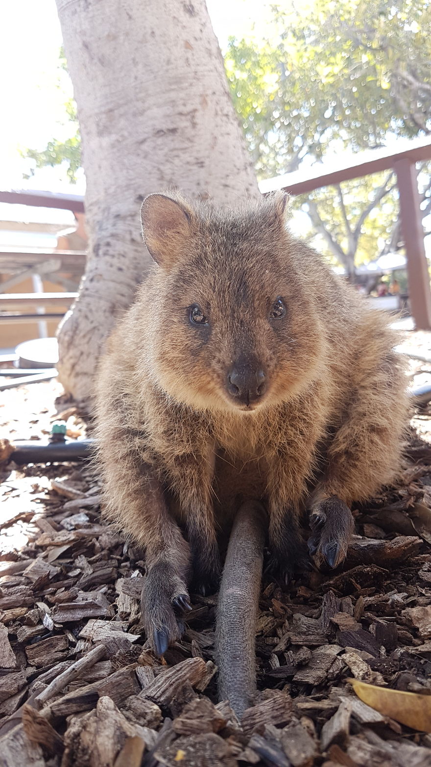 Discover The Quokkas, Among The Cutest Creatures On Earth