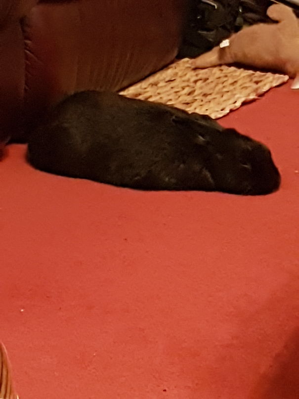 Poor Flora Exhausted Herself Into A Bunny Puddle