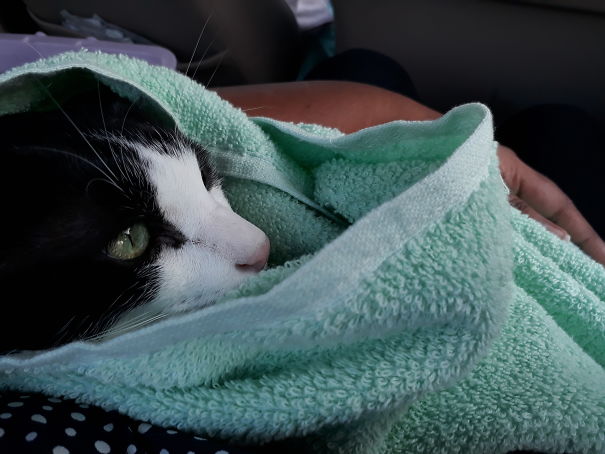 The First Car Ride... She Decided To Hide Under The Towel.