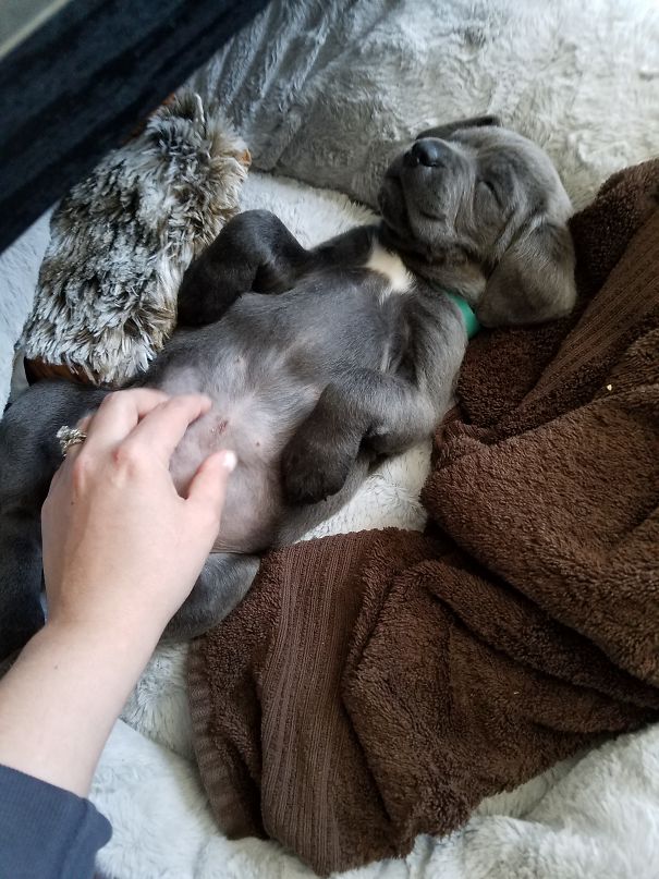 Baby Mastiff Loves Belly Rubs