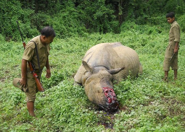29-06-15-Kaziranga-Rhino-killed-1-58c829c937a64.jpg
