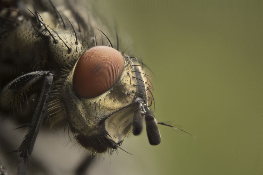 A Hd Fly Eyes Amazing Photography