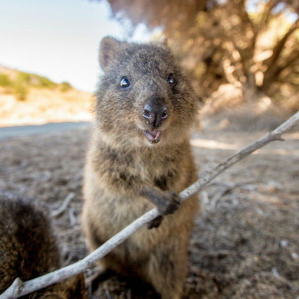 Quokka And His Lightsaber