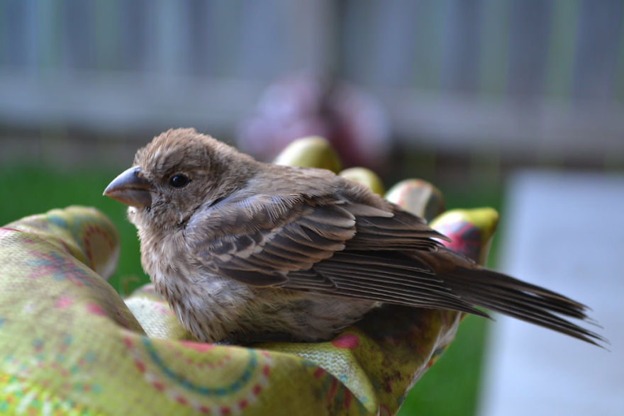 Beautiful Sparrow