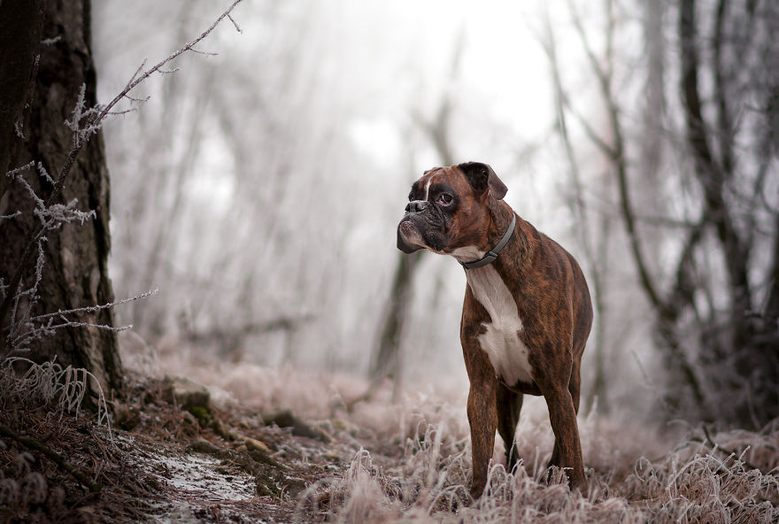 Meet Strawberry The Most Expressive Boxer Who Loves Hiking