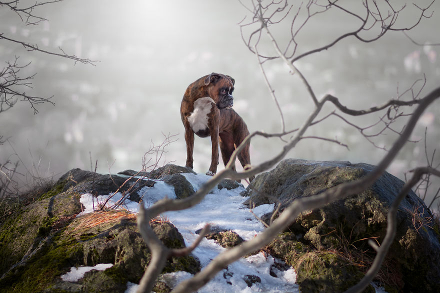 Meet Strawberry The Most Expressive Boxer Who Loves Hiking
