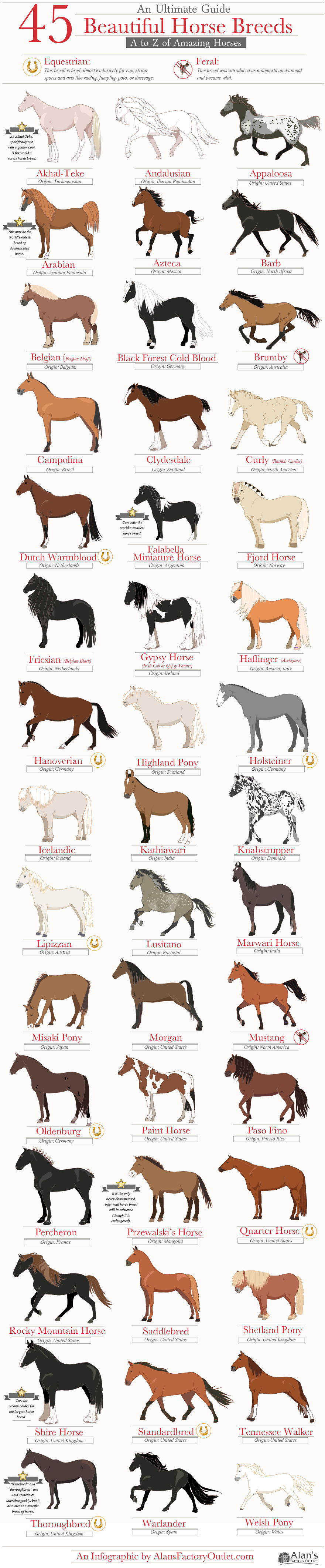45 Beautiful Horse Breeds