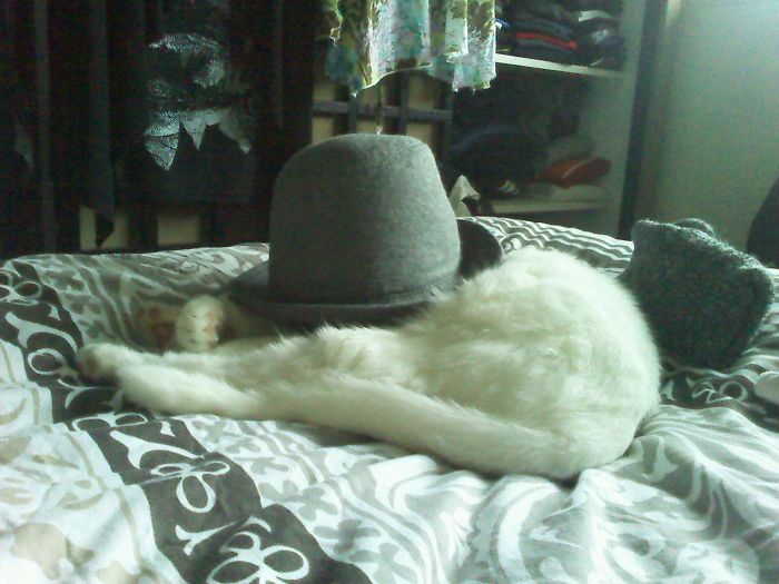 Cat With Hat
