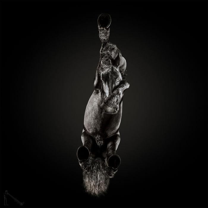 Under-horse: I Photograph Horses From Underneath