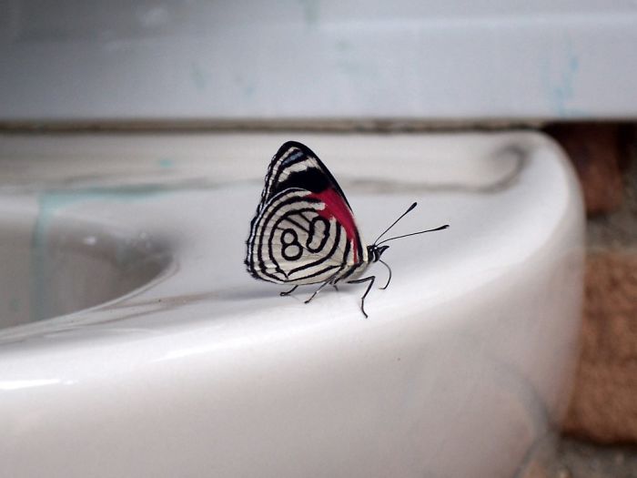 This Butterfly Has A Number On Its Wing