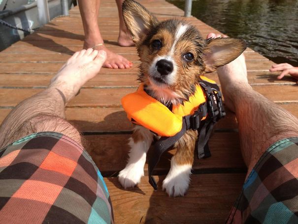 Wet Corgi In A Life Jacket! Tobias Enjoyed His First 4th Of July On The Lake